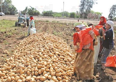 جمع محصول البطاطس - تصوير: جيهان نصر